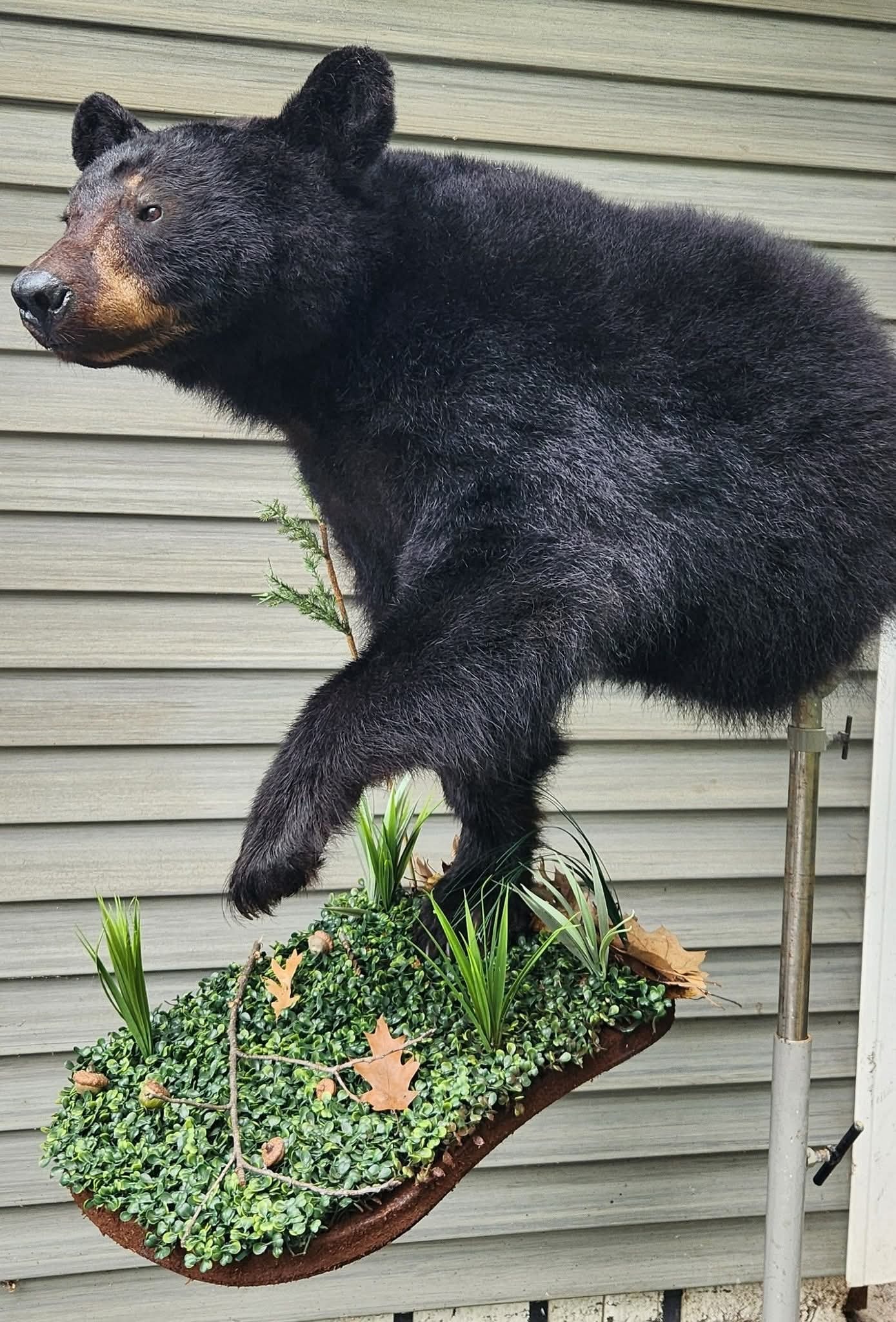Black Bear