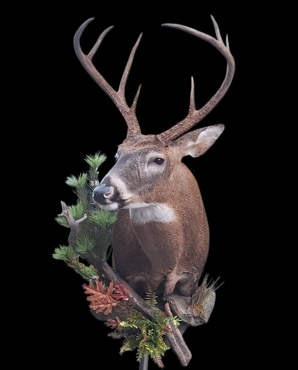 Whitetail Deer