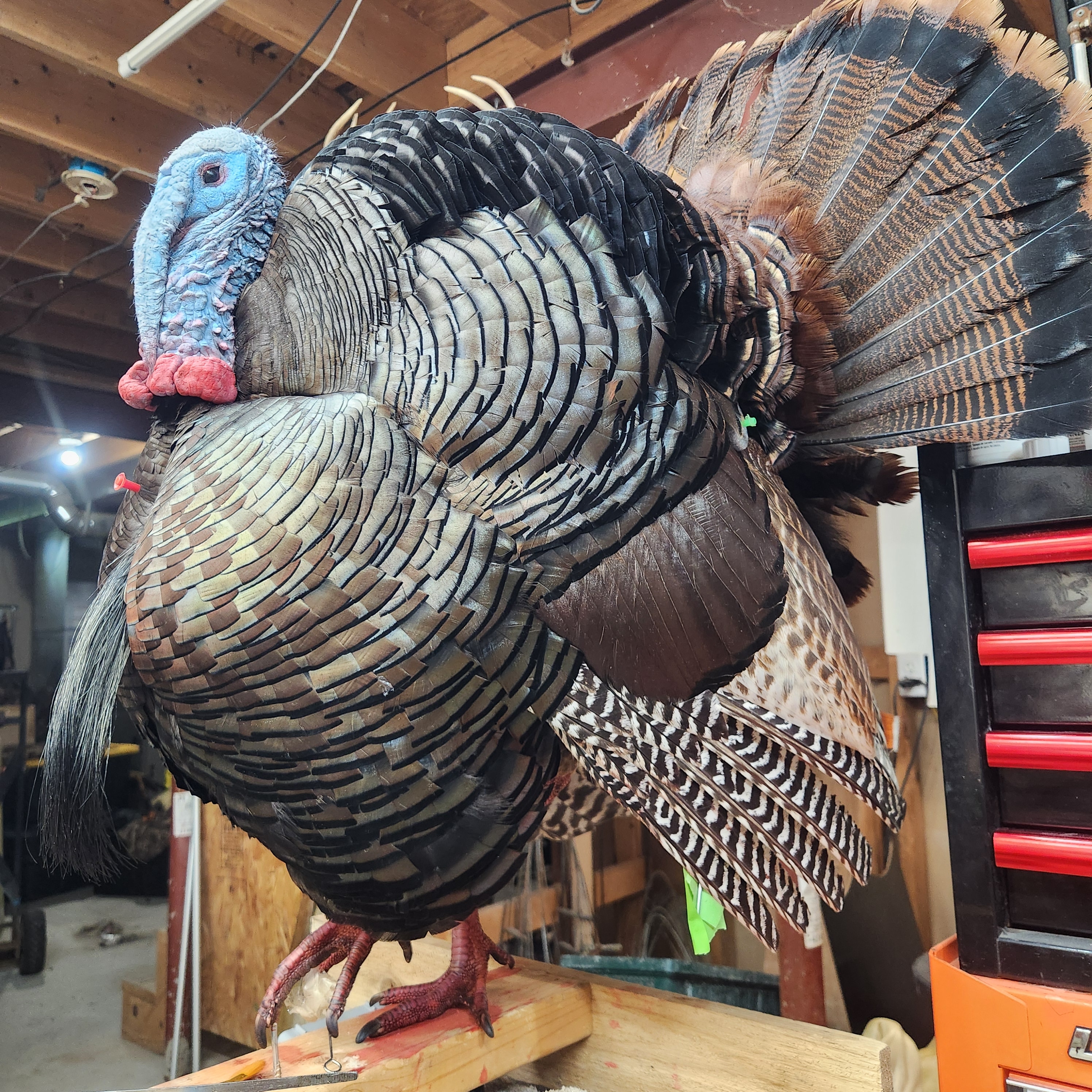Wild Turkey